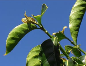 アカネ科コフィア属に属する熱帯植物